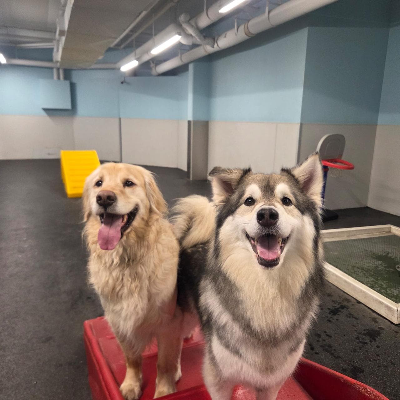 Dogs in a size-matched playroom at The Modern Dog dog daycare in Kitchener