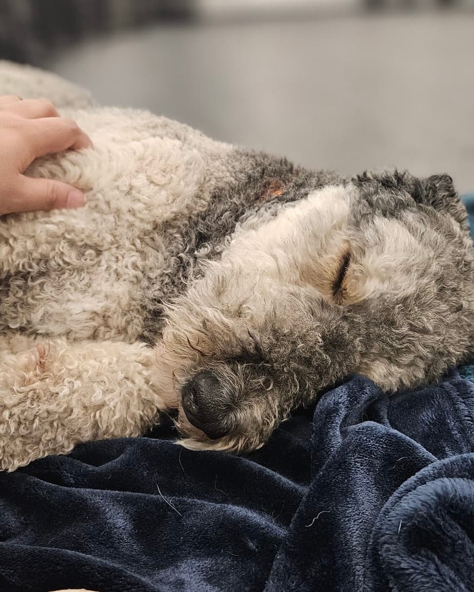 Dog resting on an orthopedic cot during an overnight boarding stay in Kitchener
