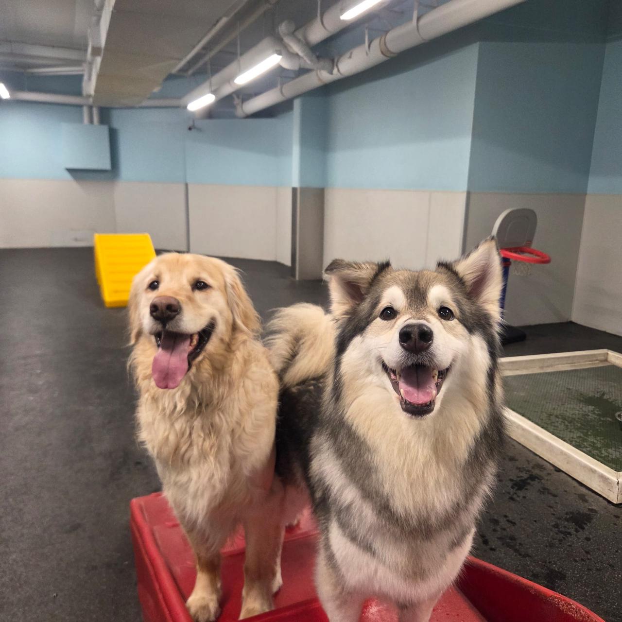 Dogs playing in Daycare