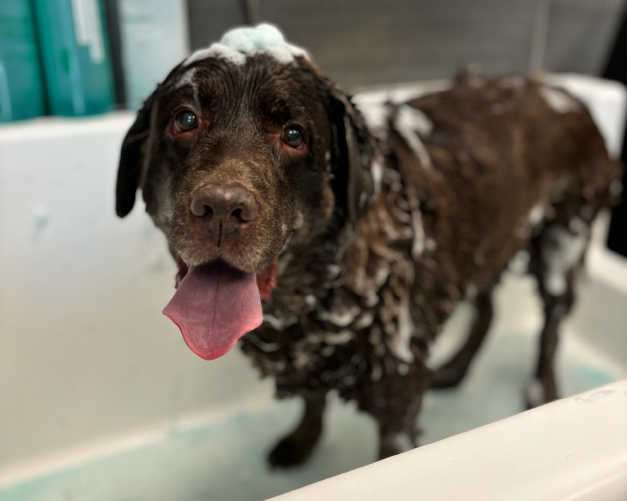 The Modern Dog Kitchener dog grooming listing photo