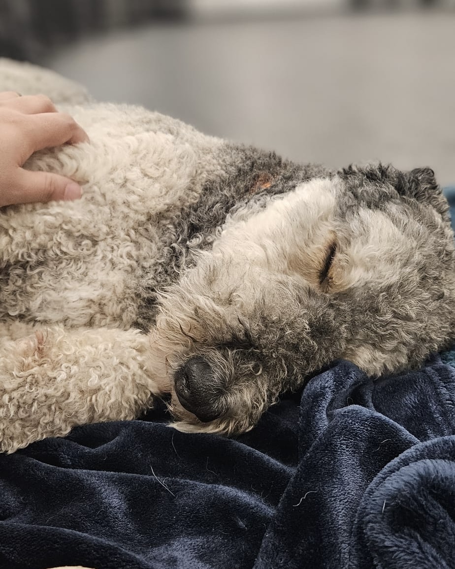 Dog sleeping comfortably in hotel